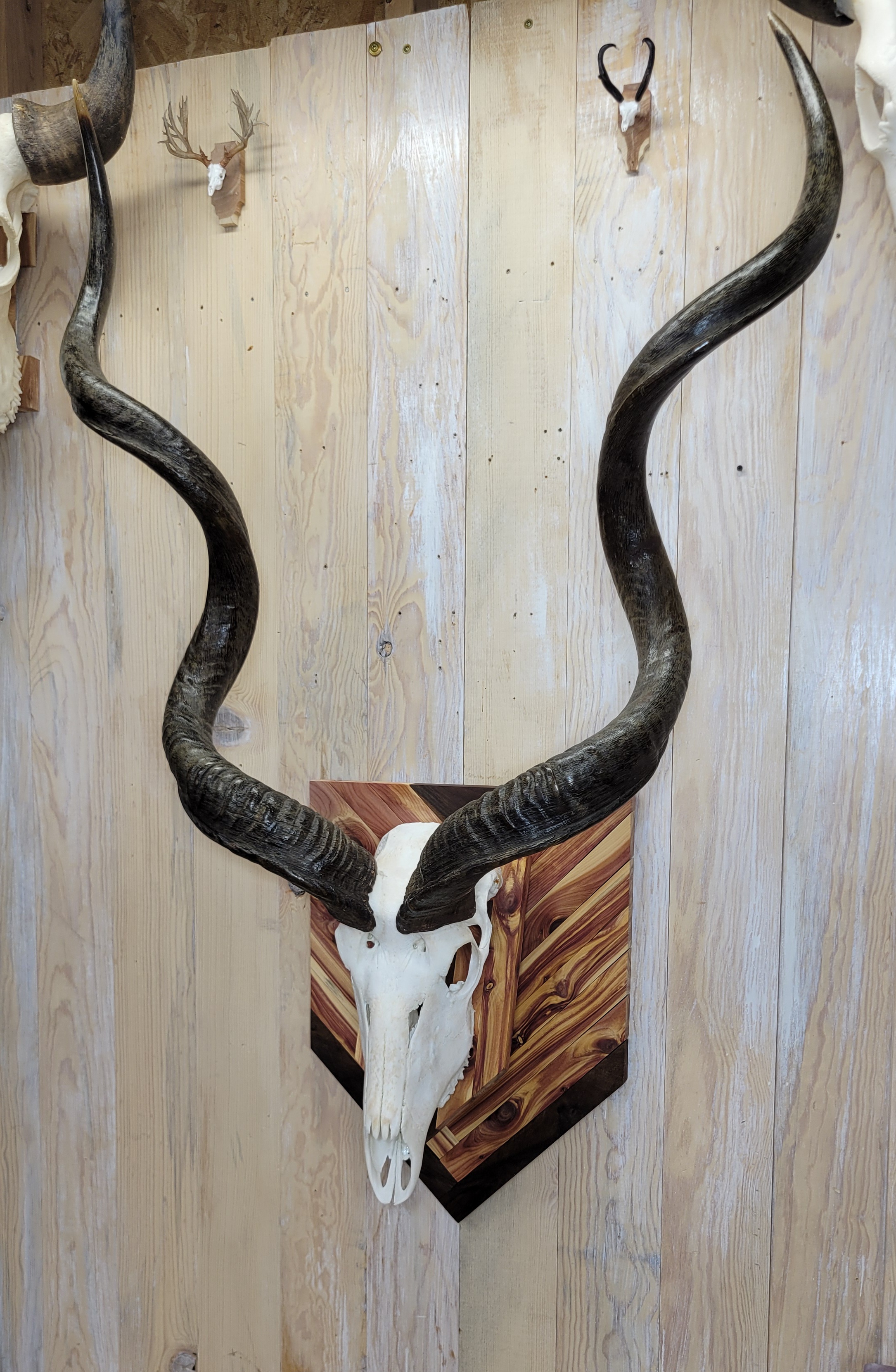 SCI Record Book Silver Medal Kudu Skull Mount on Juniper and Black Walnut Herringbone Plaque