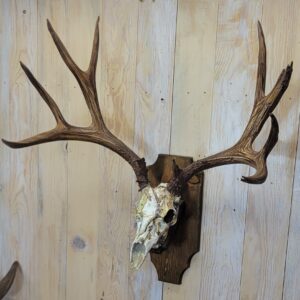 Snow Camo Mule Deer Antler Mount