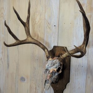 Fall Camo Mule Deer Antler Mount