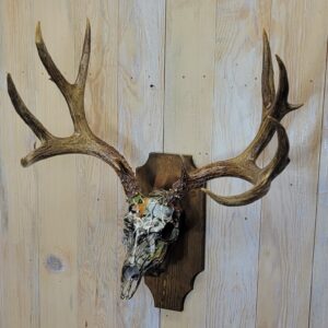 Fall Camo Mule Deer Antler Mount Glossy
