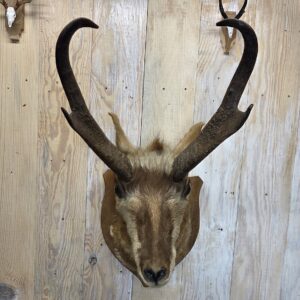 Antique Antelope Shoulder Mount – Rustic Western Decor
