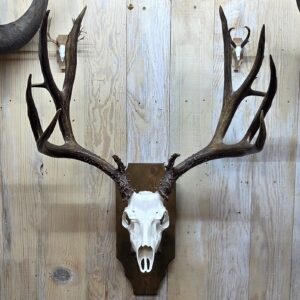 Large Trophy Buck Antler Mount – Replica Skull on Knotty Pine Plaque
